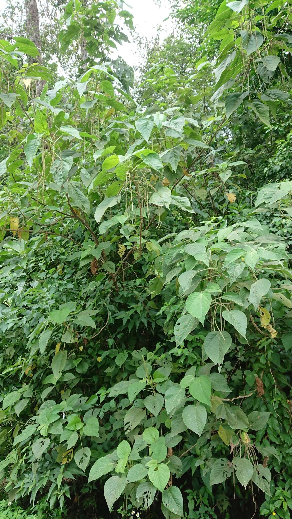 Imagem de Acalypha angatensis Blanco