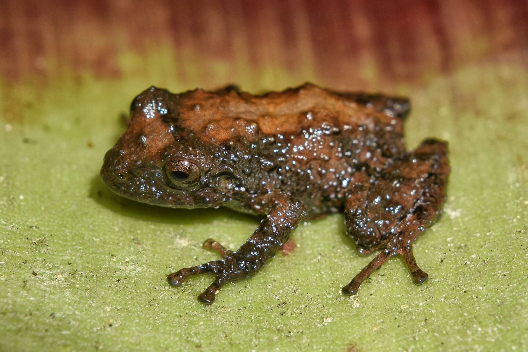 Image of Pristimantis parectatus (Lynch & Rueda-Almonacid 1998)