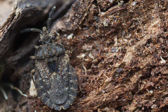 Image of Aradus (Aradus) fuscomaculatus Stål 1859