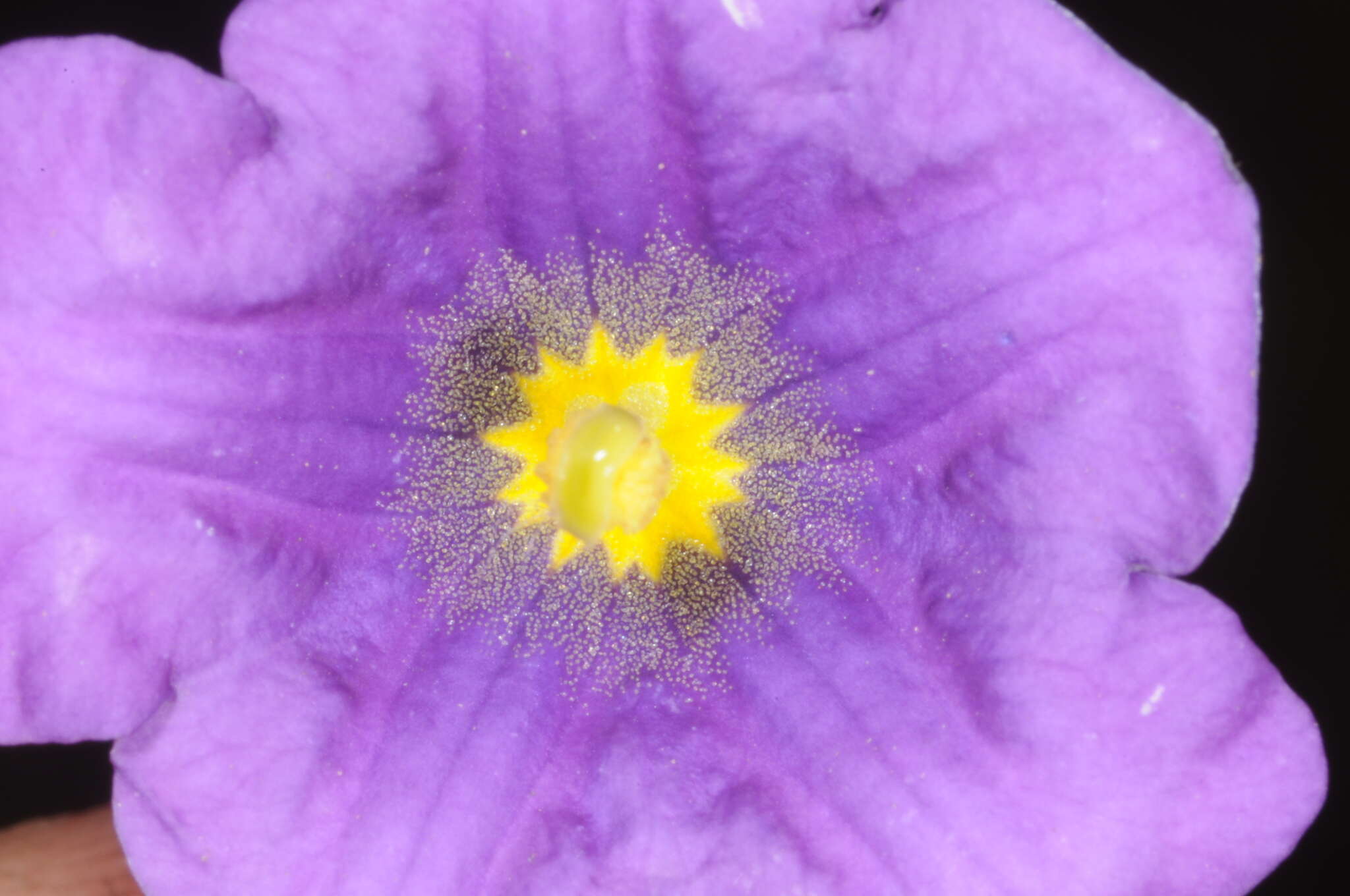 Image of Nierembergia linariifolia var. pampeana (Millán) A. A. Cocucci & A. T. Hunziker