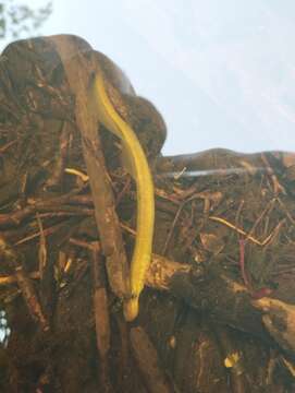 Image of river lamprey, lampern