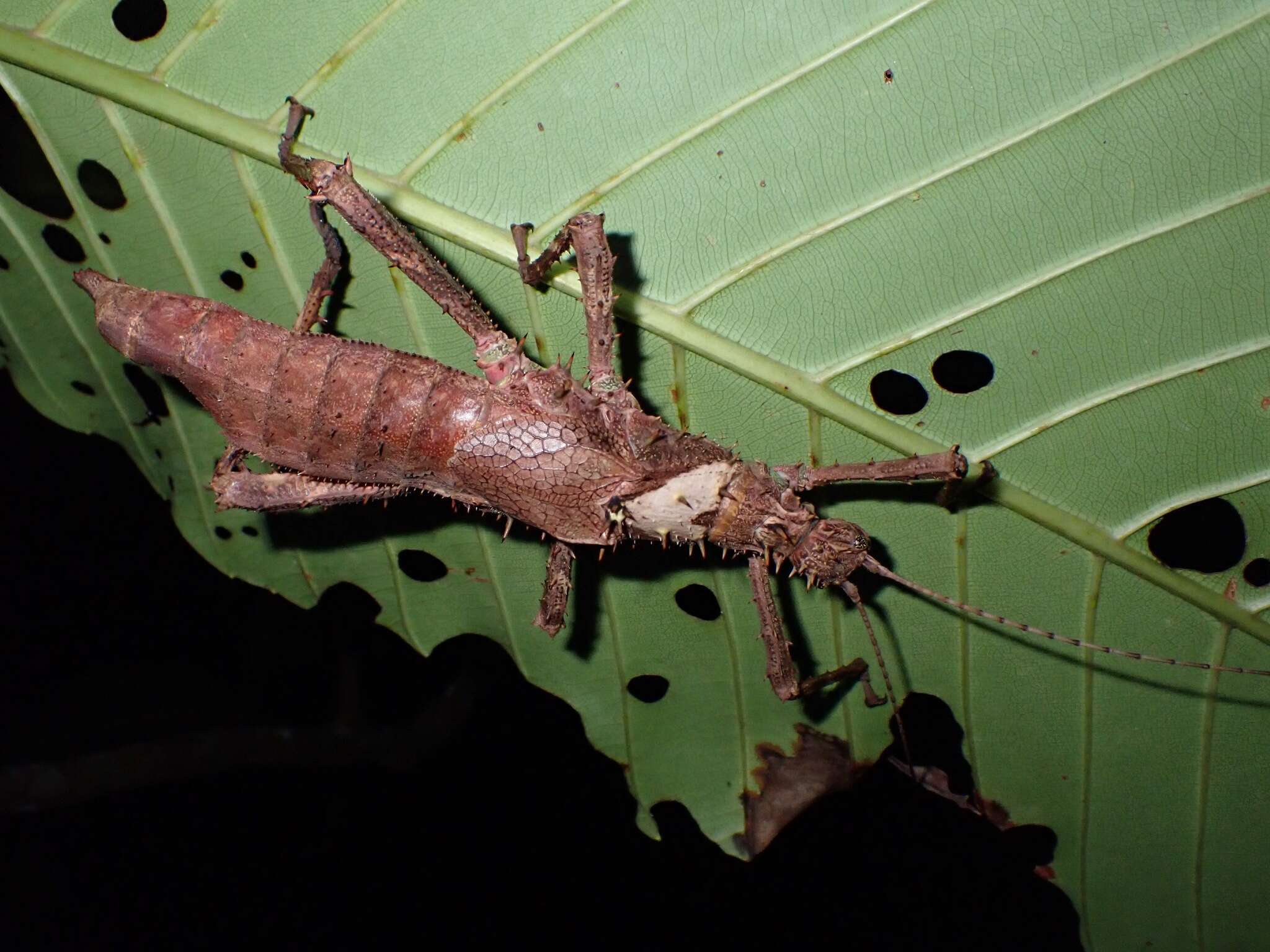 Image of Haaniella grayii (Westwood 1859)