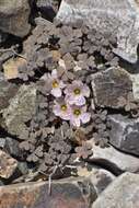 Image of Oxalis chachahuensis Alfonso, Prina & Muiño