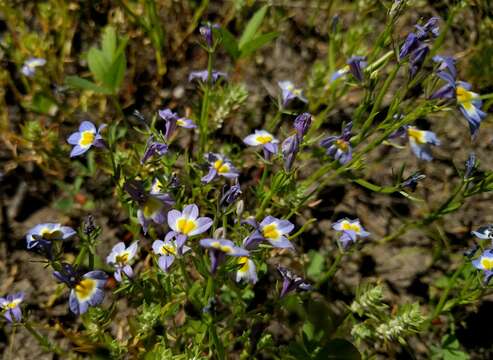 Image of cascade calicoflower