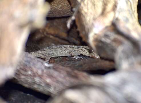 Image of American Wall Gecko