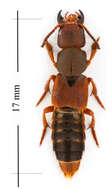 Image of Platydracus immaculatus (Mannerheim 1830)