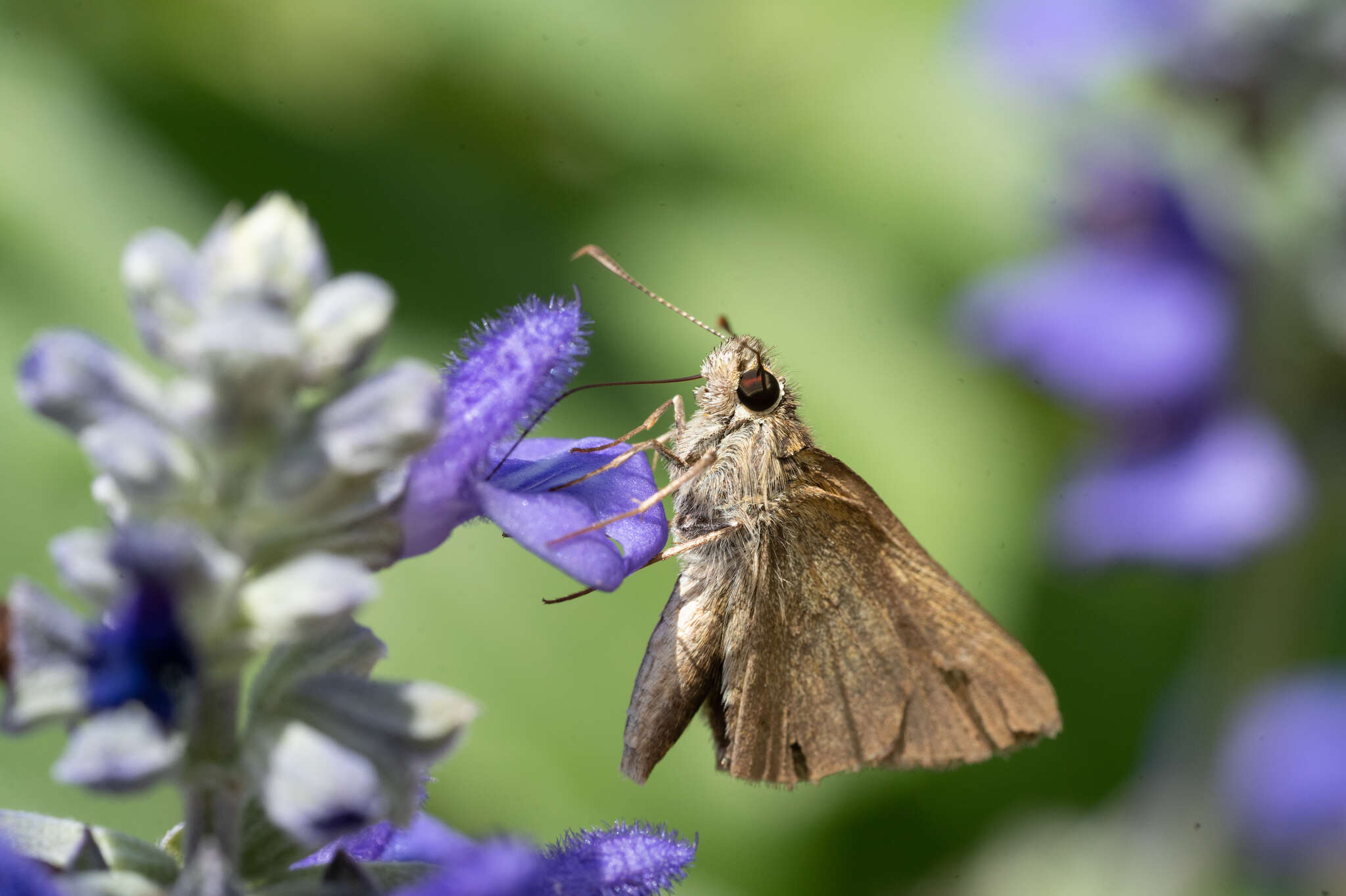 Image of Julia's Skipper