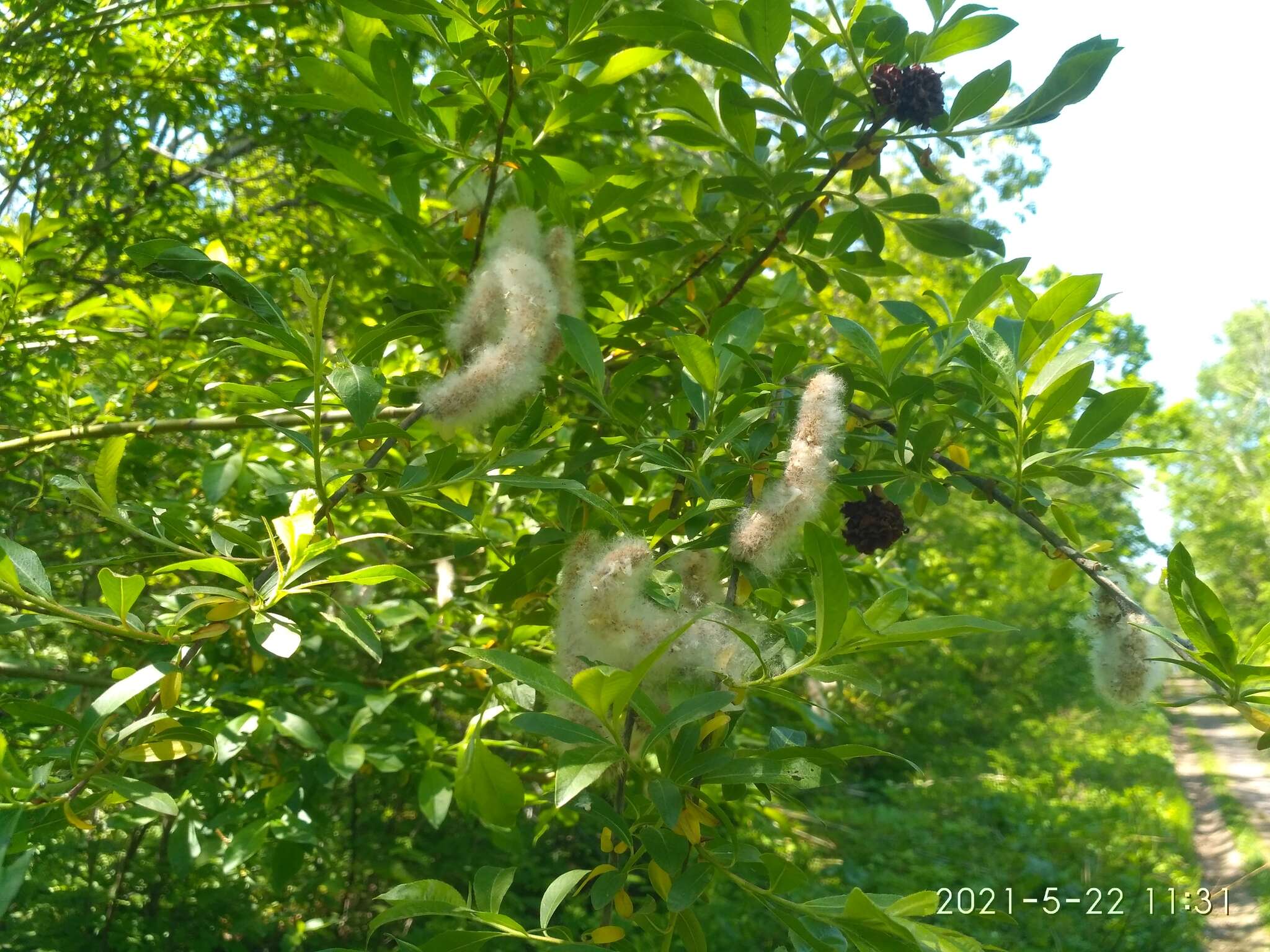 Image of rose-gold pussy willow