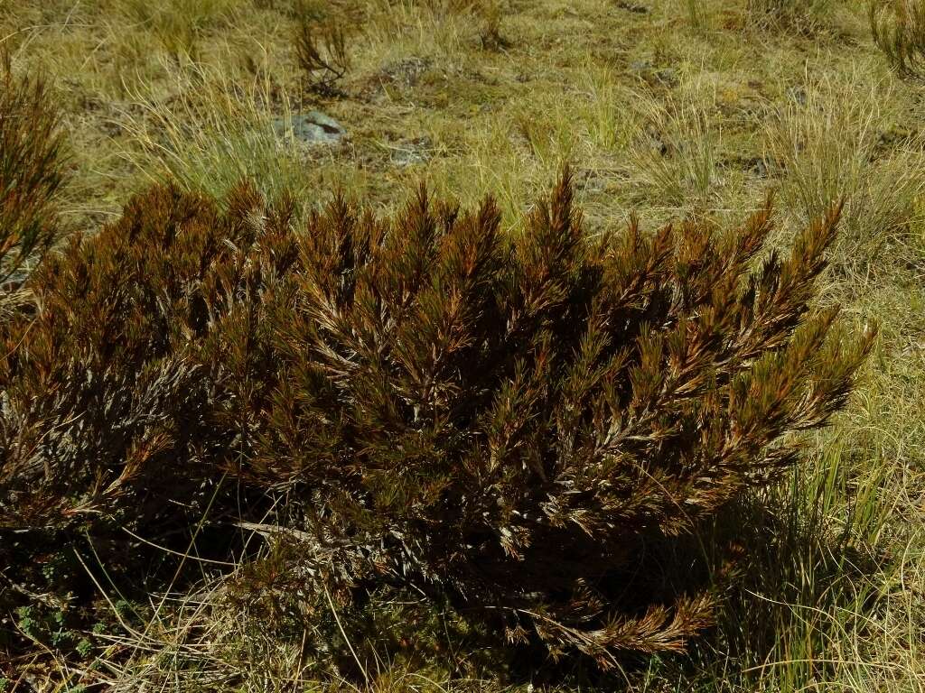 Image of Dracophyllum pearsonii T. Kirk