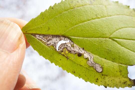 صورة Stigmella rhamnicola (Braun 1916) Newton et al. 1982