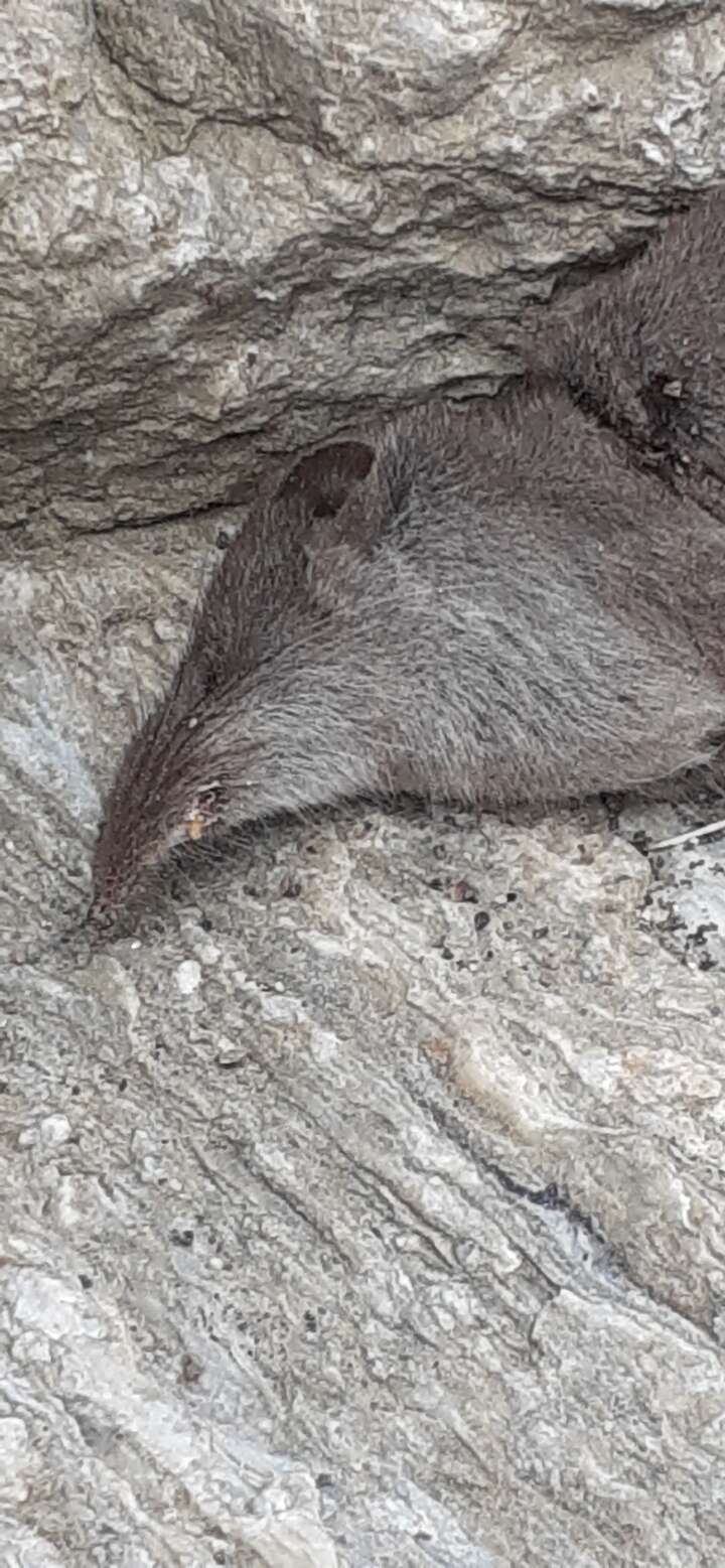 Image of bicoloured white-toothed shrew, bicoloured shrew