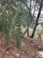 Image of Formosan China fir