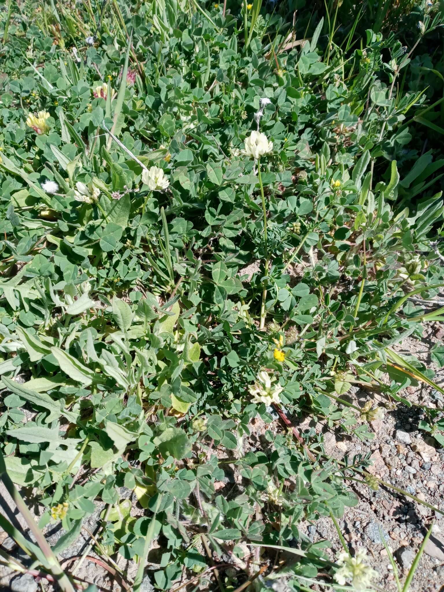 Image of Brewer's milkvetch