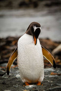 Image of Gentoo Penguin