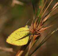 Eurema brigitta (Stoll (1780)) resmi