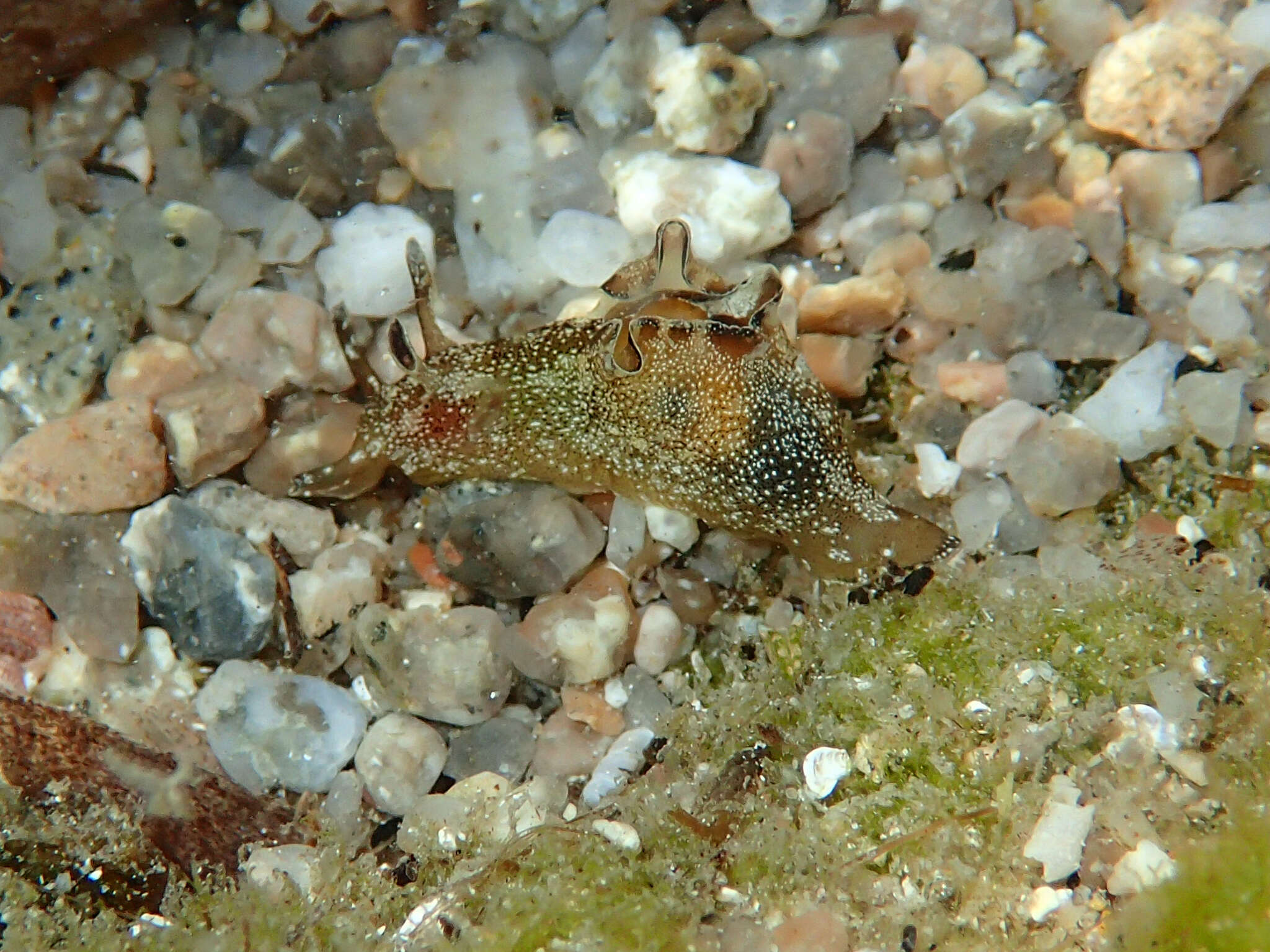 Aplysia punctata (Cuvier 1803) resmi