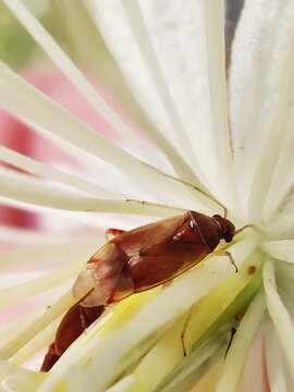 Image of Leaf bug