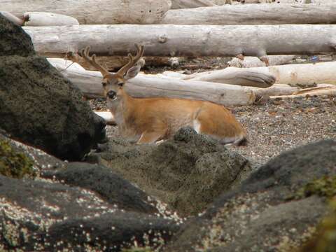 Odocoileus hemionus sitkensis Merriam 1898的圖片