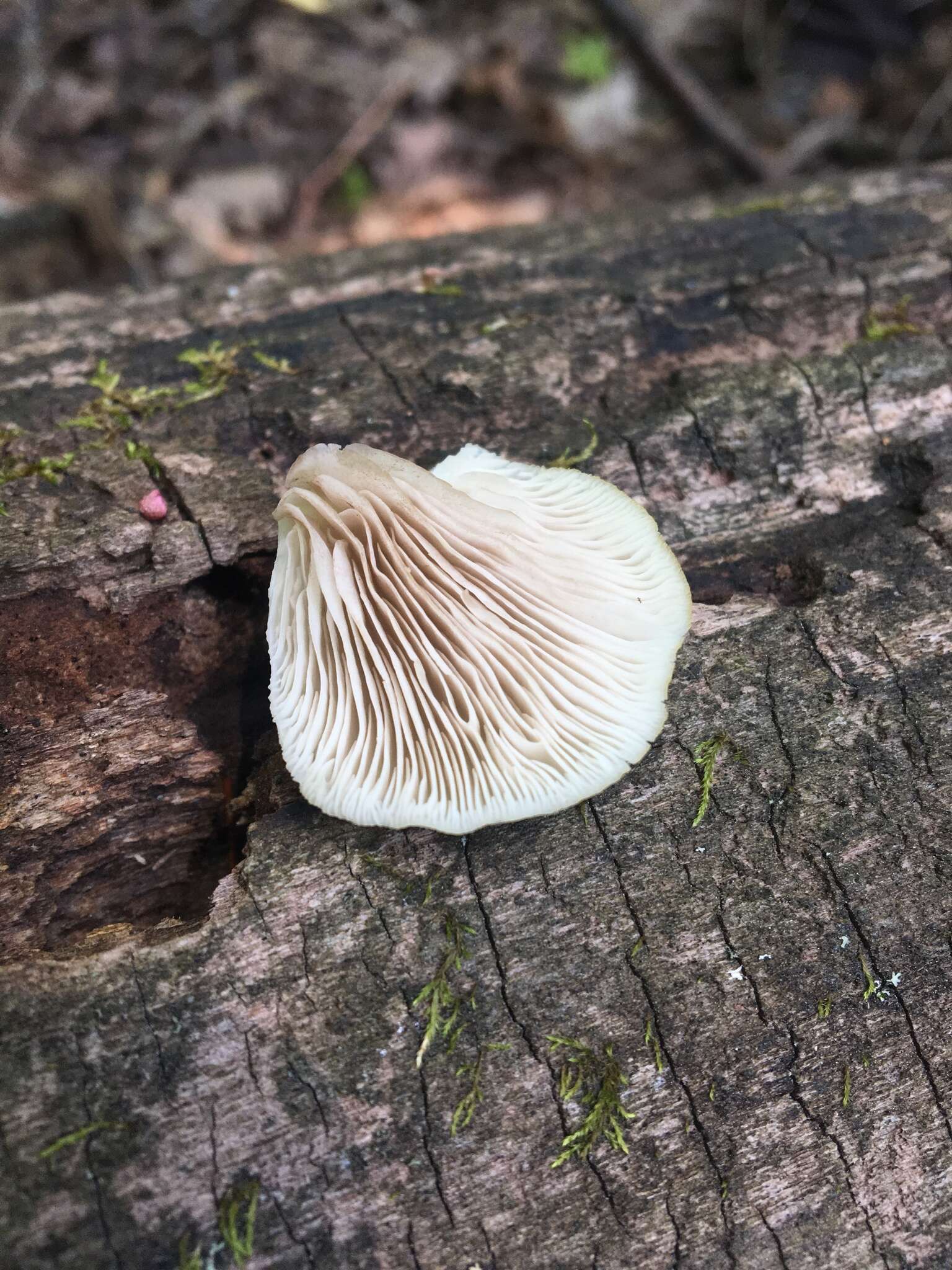 Слика од Crepidotus applanatus (Pers.) P. Kumm. 1871