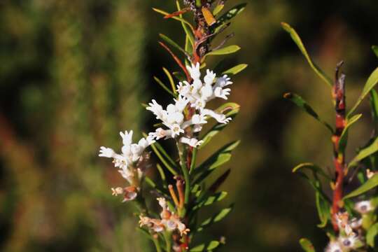 Sivun Conospermum taxifolium C. F. Gaertner kuva