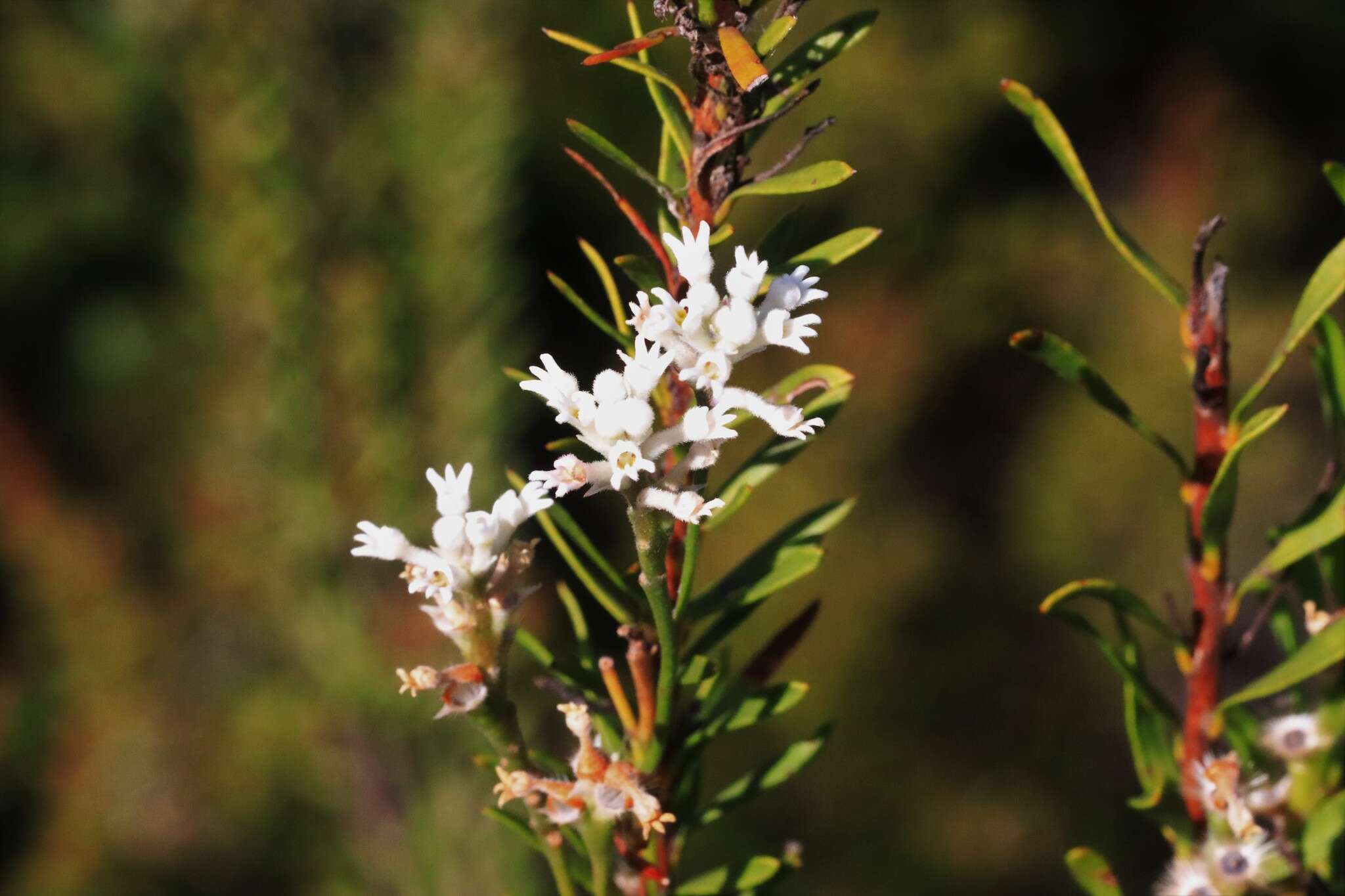 Image of Conospermum taxifolium C. F. Gaertner