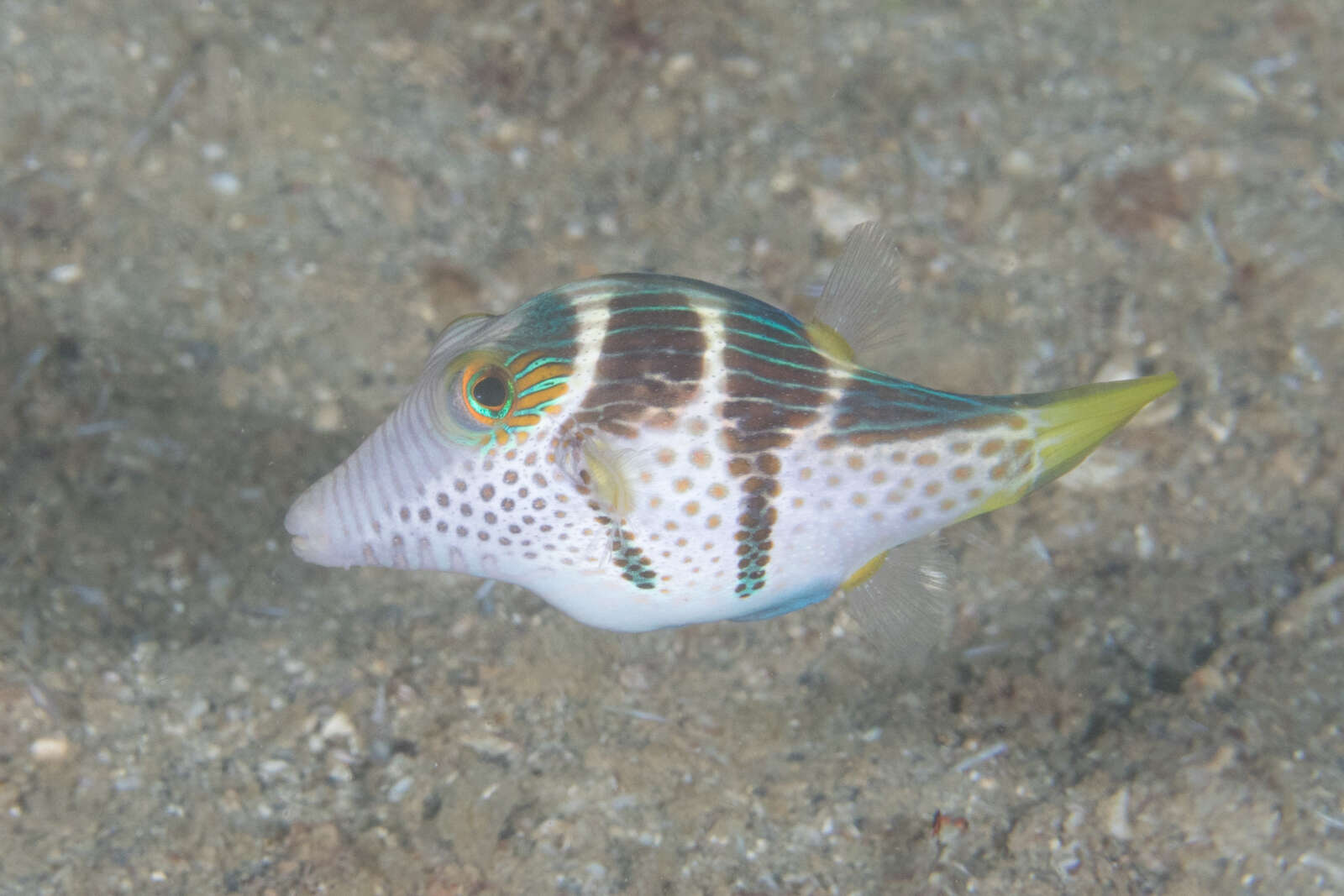 Image of Banded Toby