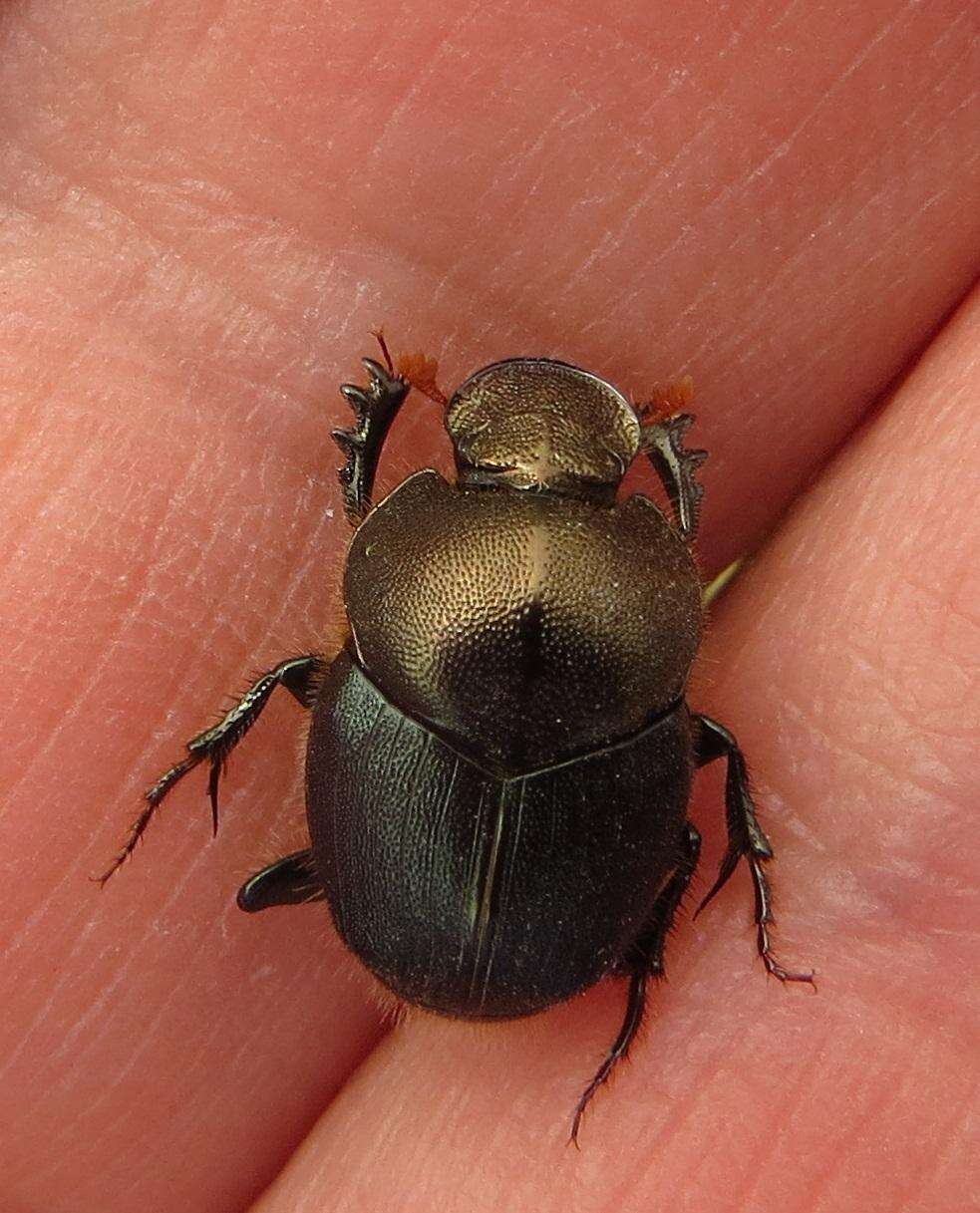 Image of Proagoderus aureiceps (D' Orbigny 1902)