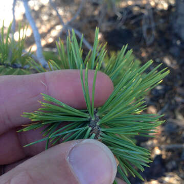 Image of Limber Pine