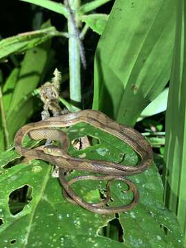 Image of Amazon Basin Tree Snake