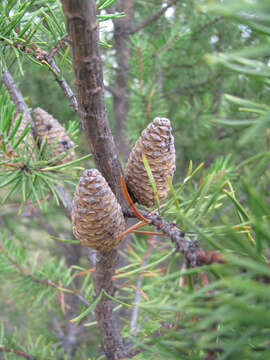 Image of jack pine