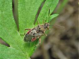 Image of Liorhyssus