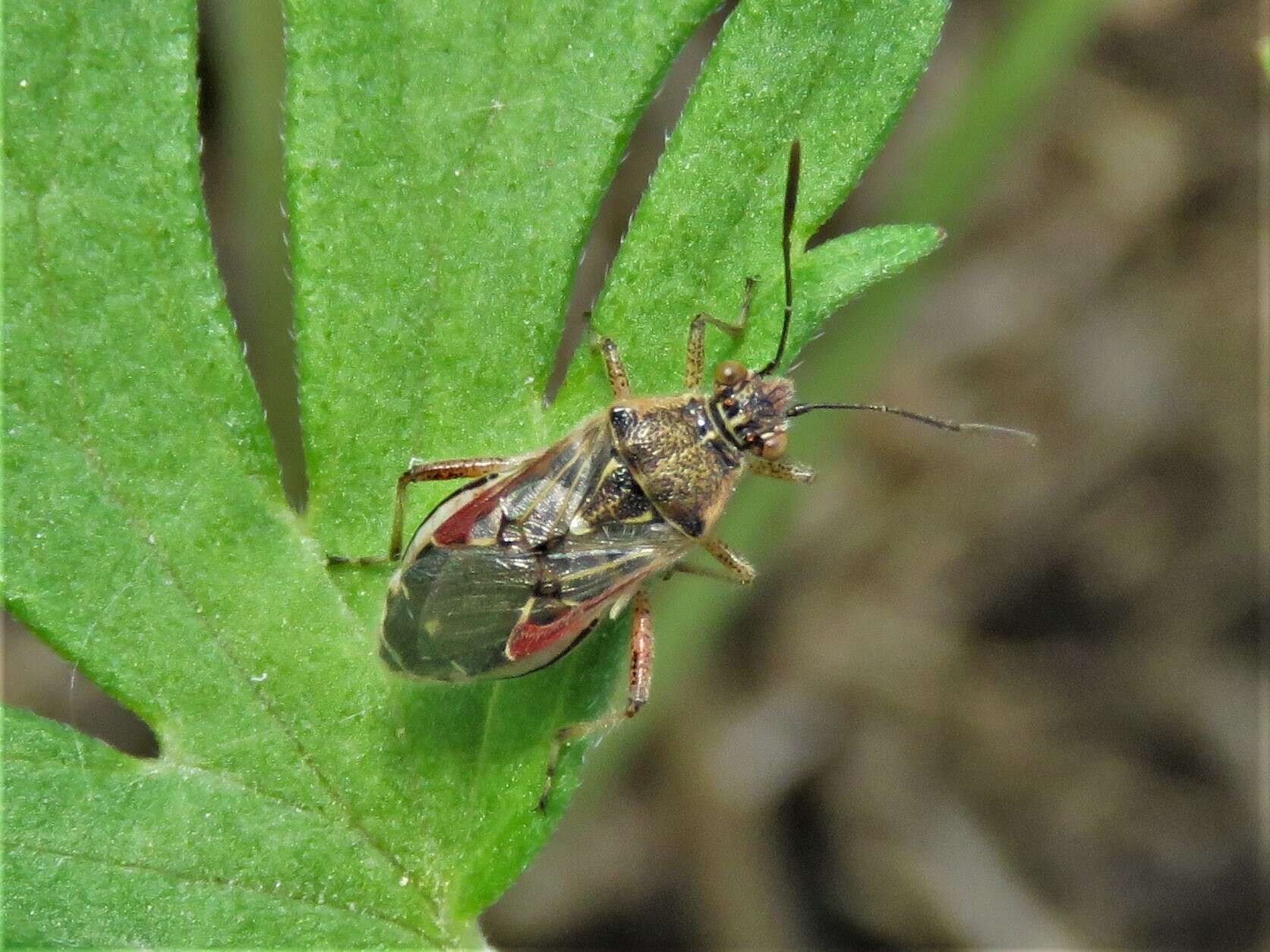 Image of Liorhyssus