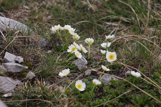Image of alpine buttercup