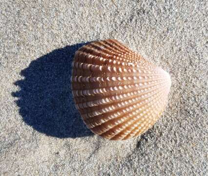 Image of brooch clam