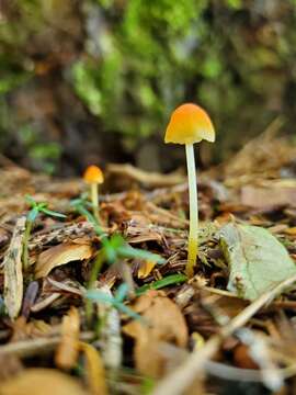 Image de Atheniella aurantiidisca (Murrill) Redhead, Moncalvo, Vilgalys, Desjardin & B. A. Perry 2012