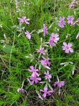 Image of moss phlox