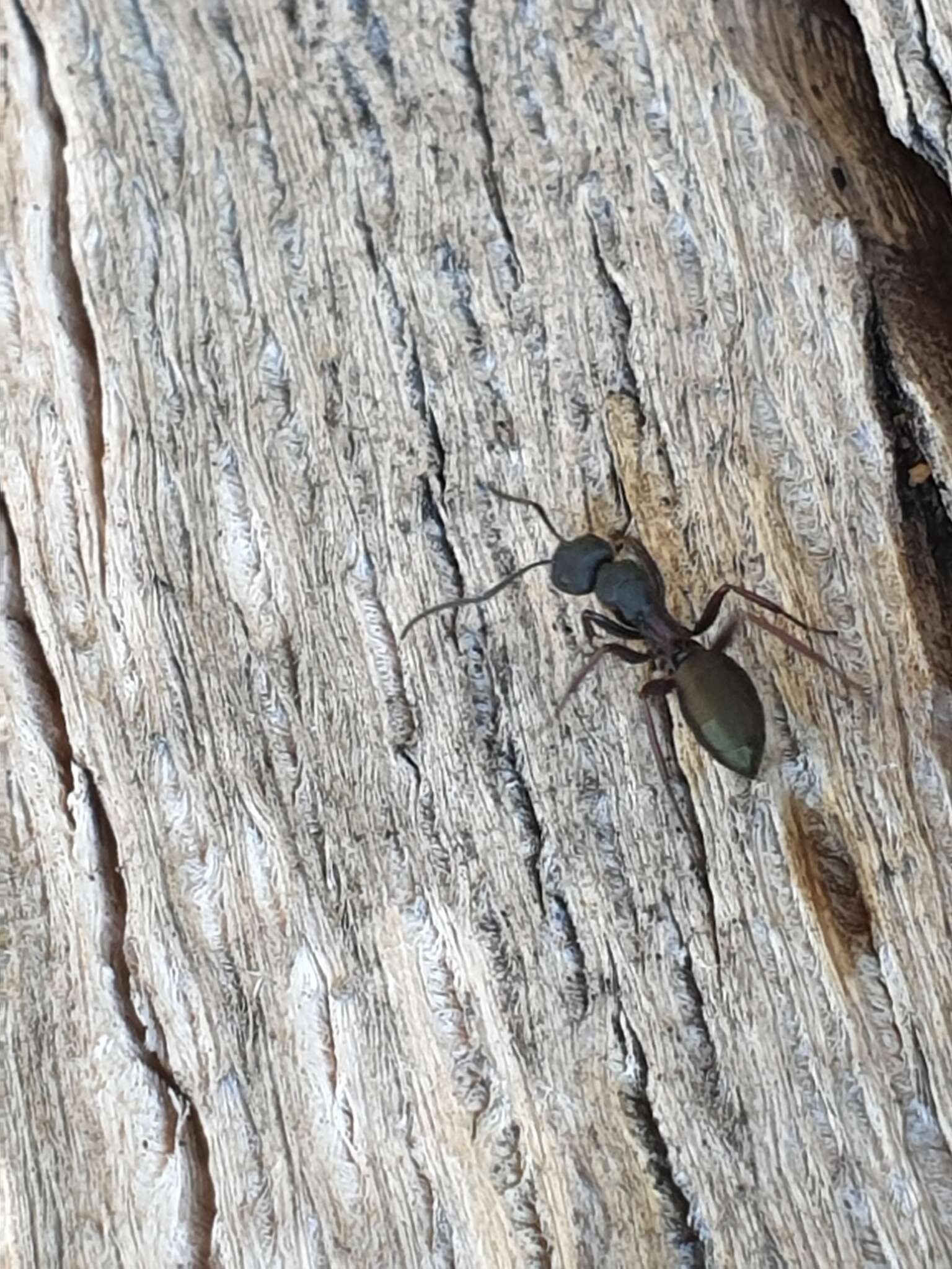 Image of Camponotus chalceus Crawley 1915