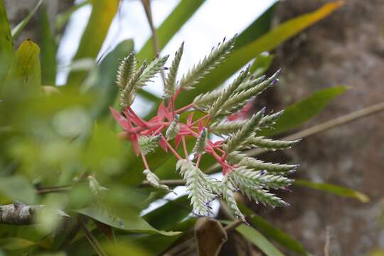 Aechmea dichlamydea var. trinitensis L. B. Sm.的圖片