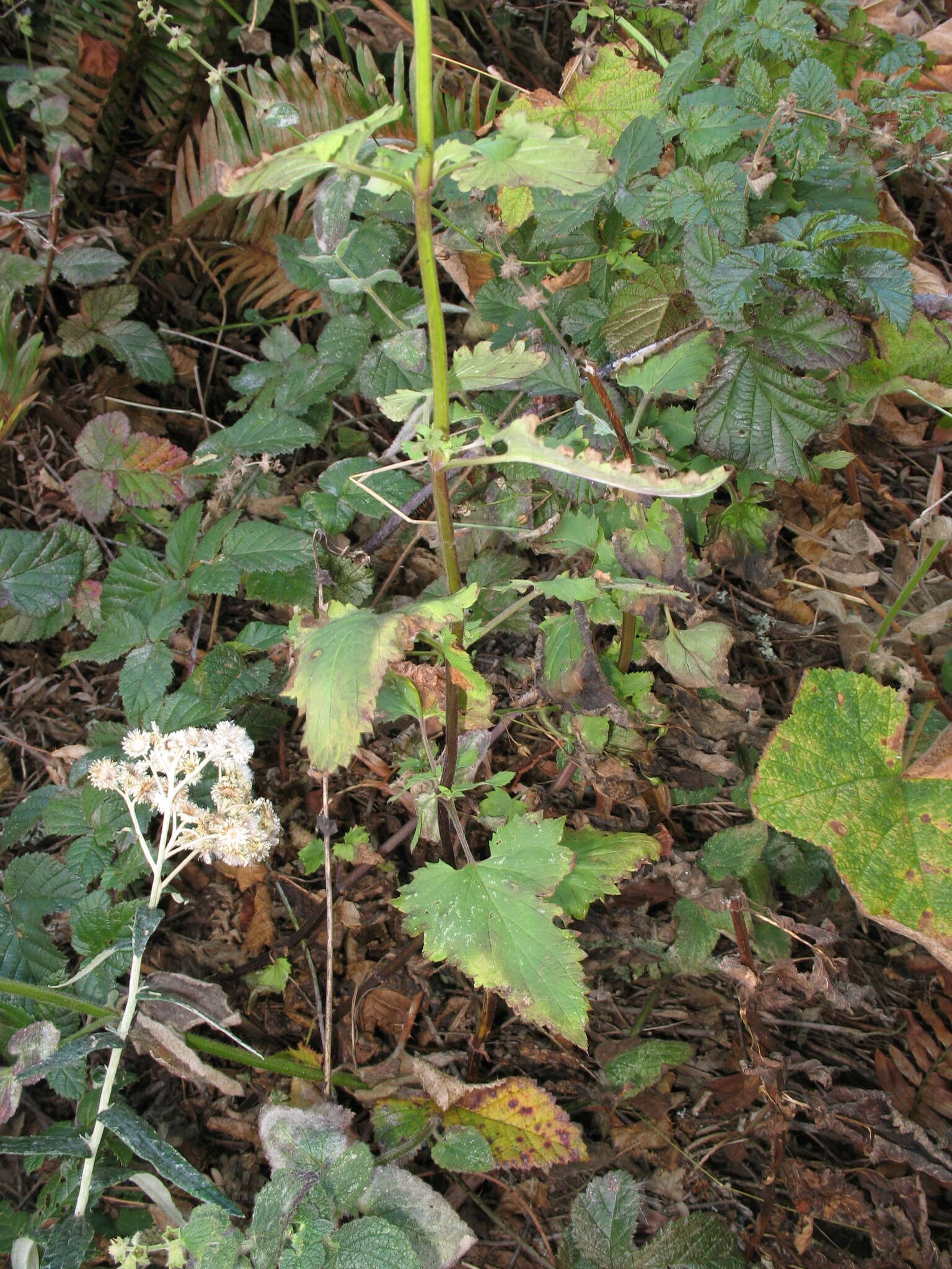 Image of California bee plant