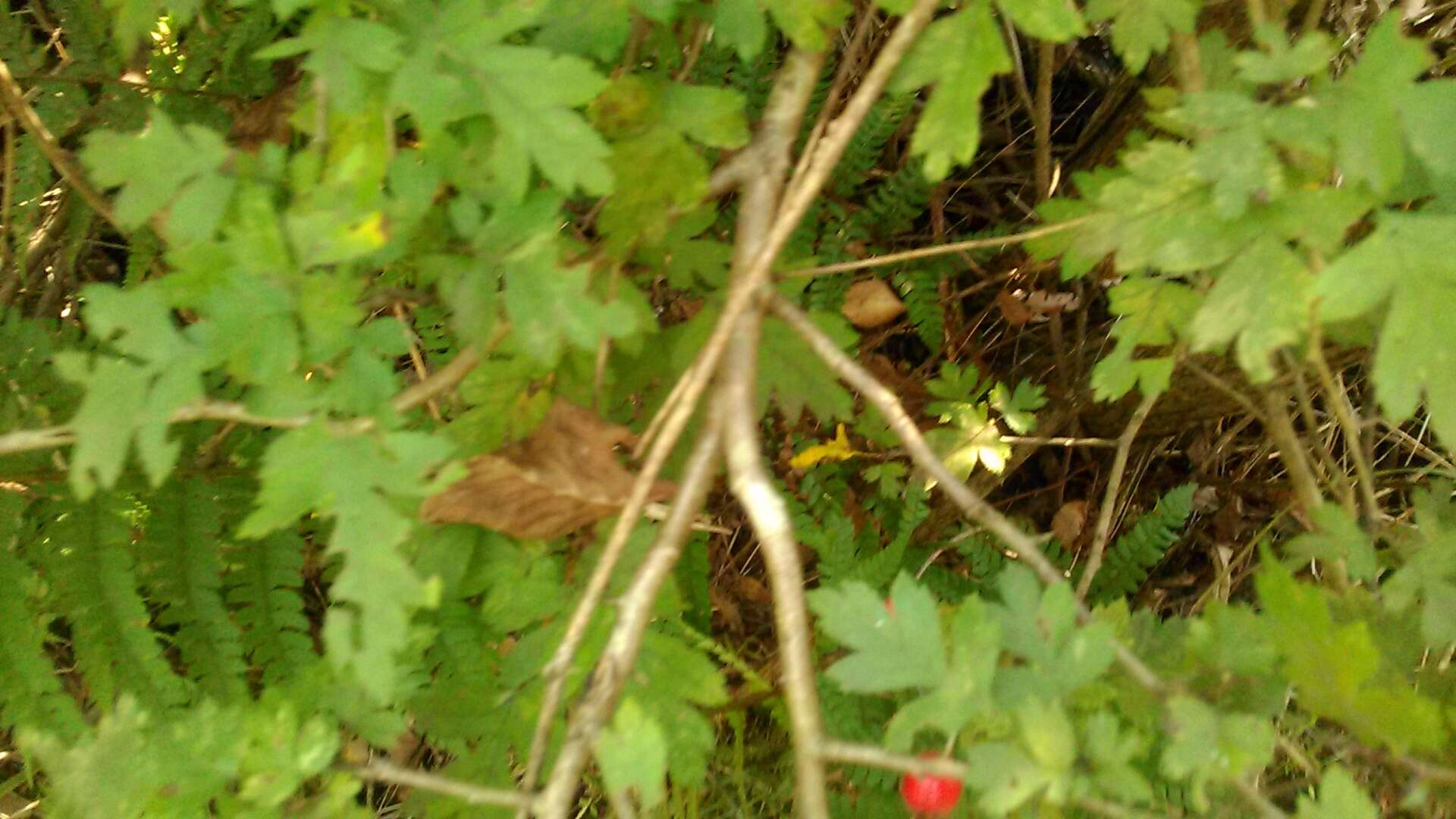 Image of Crataegus microphylla C. Koch