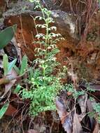 Image of Lindsaea microphylla Sw.