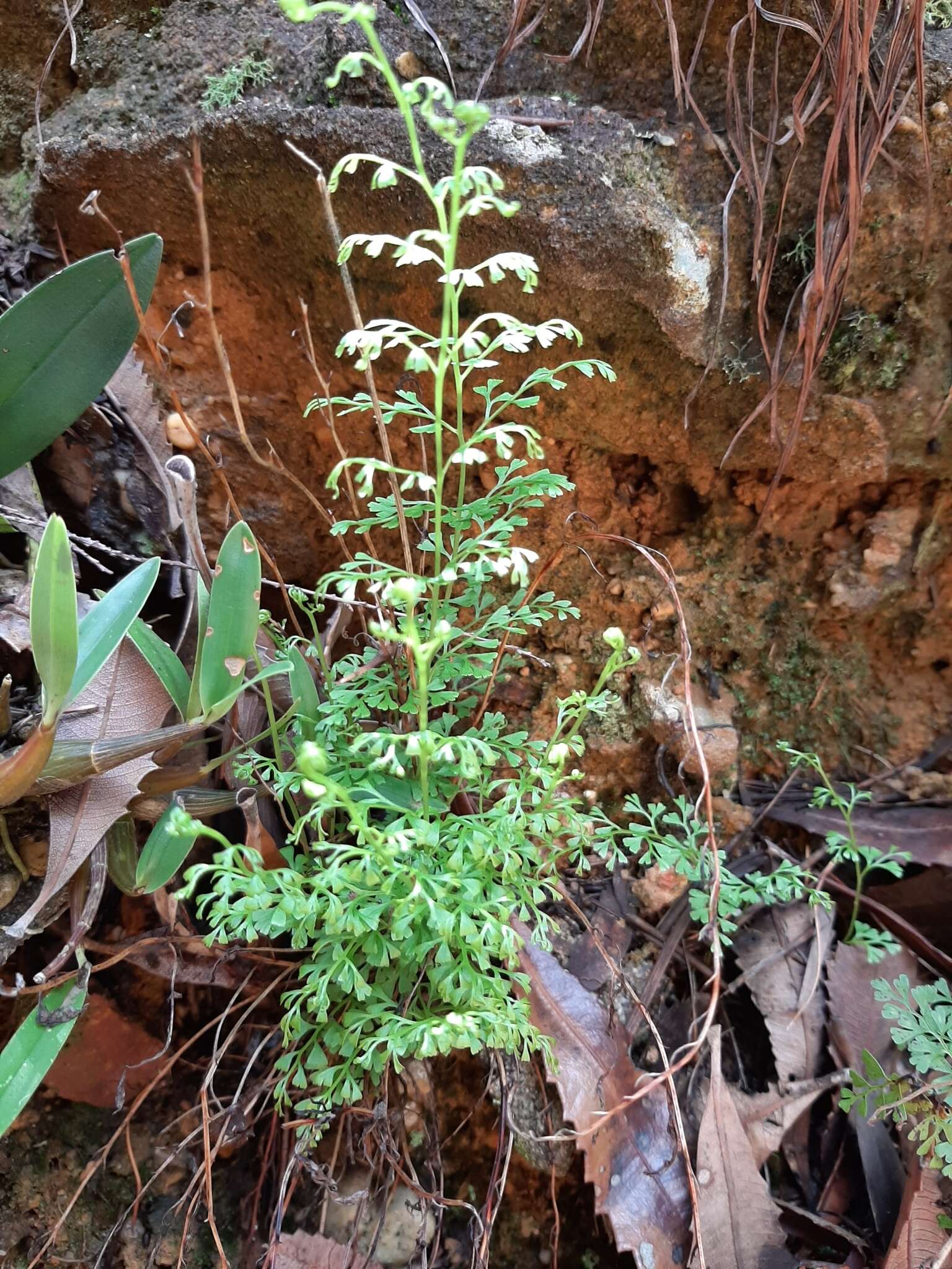 Слика од Lindsaea microphylla Sw.