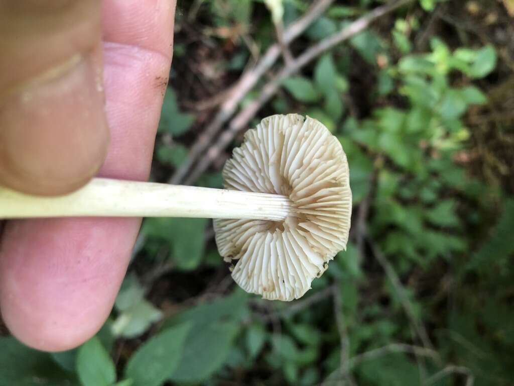 Image of Marasmius strictipes (Peck) Singer 1943