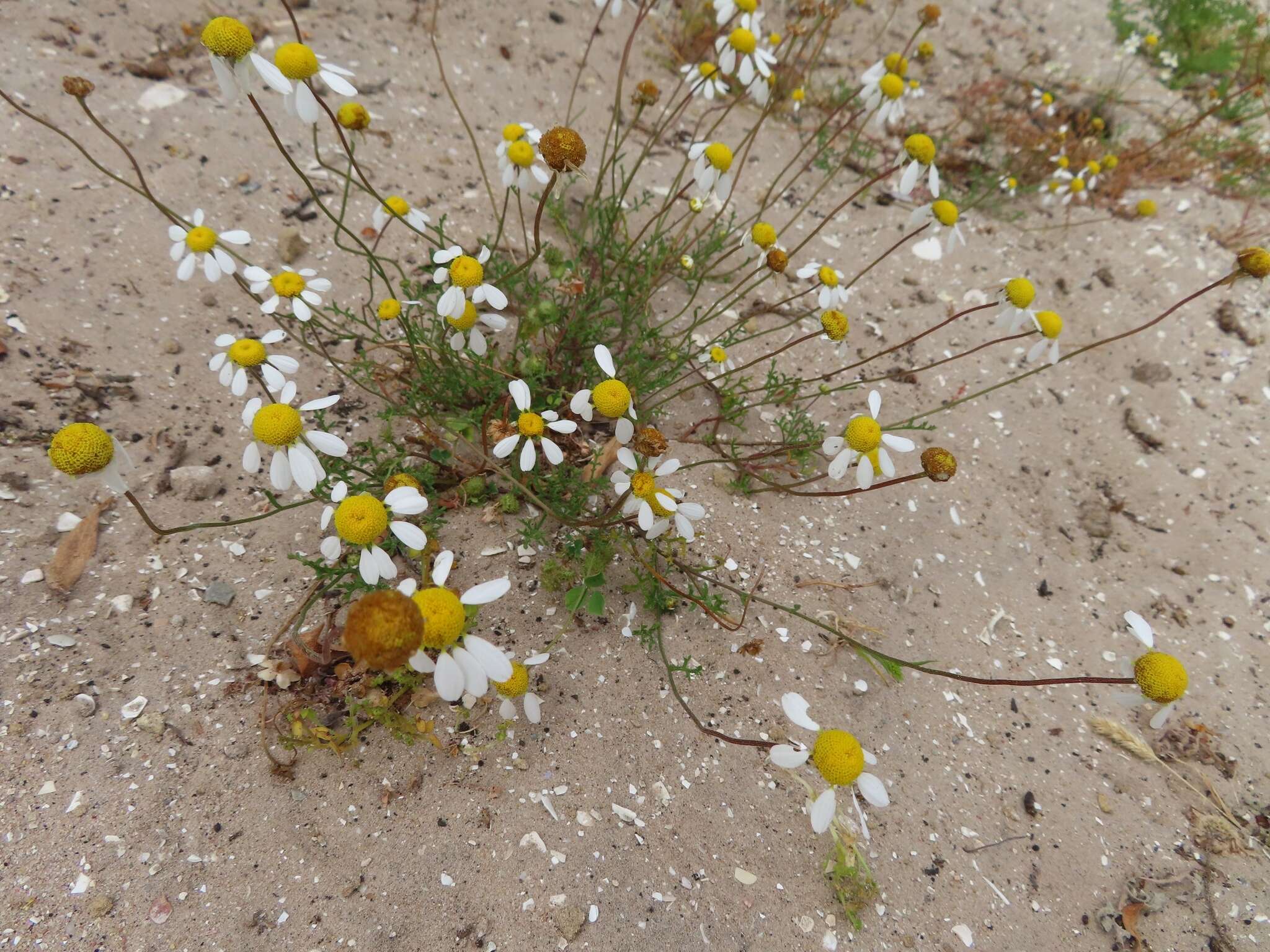 Image of Oncosiphon africanum (Berg.) M. Källersjö