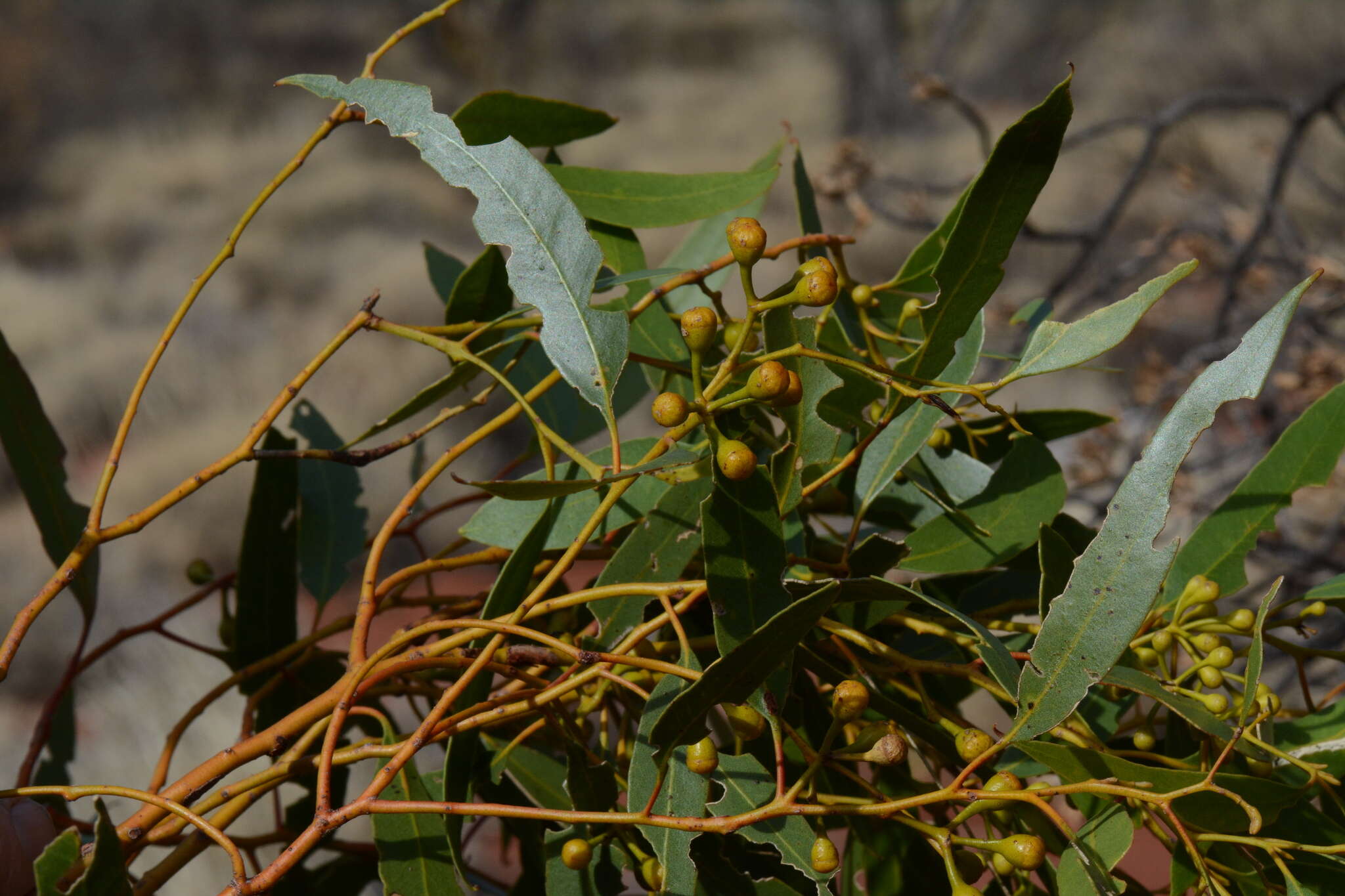Image of Eucalyptus concinna Maiden & Blakely