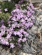 Imagem de Phlox austromontana Coville