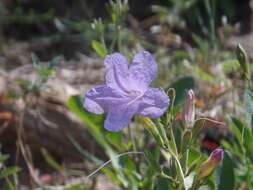 صورة Ruellia nudiflora var. nudiflora