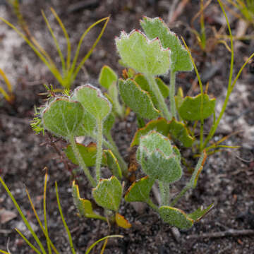 Image of Centella difformis (Eckl. & Zeyh.) Adamson