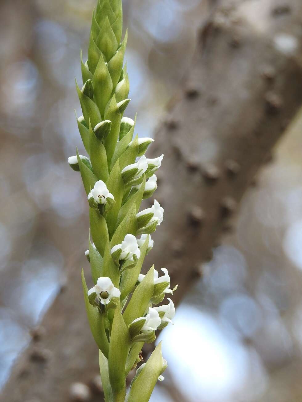 Слика од Aulosepalum hemichrea (Lindl.) Garay