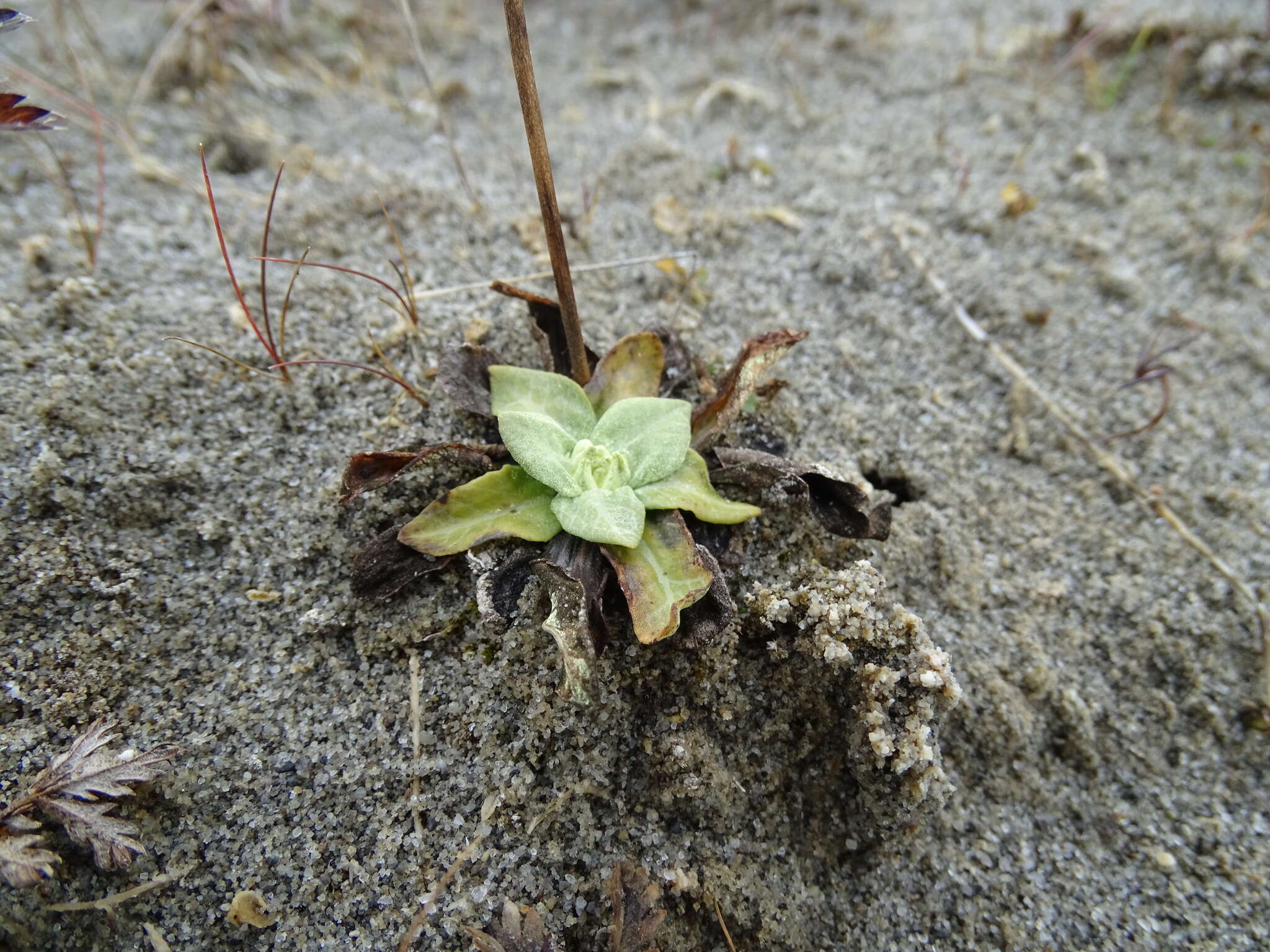 Plancia ëd Primula incana M. E. Jones